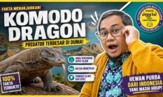 KOMODO DRAGON: Raja Kadal Raksasa dari Indonesia yang Bikin Dunia Tercengang