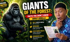 Giants of The Forest: Facts You Didn’t Know About Gorilla